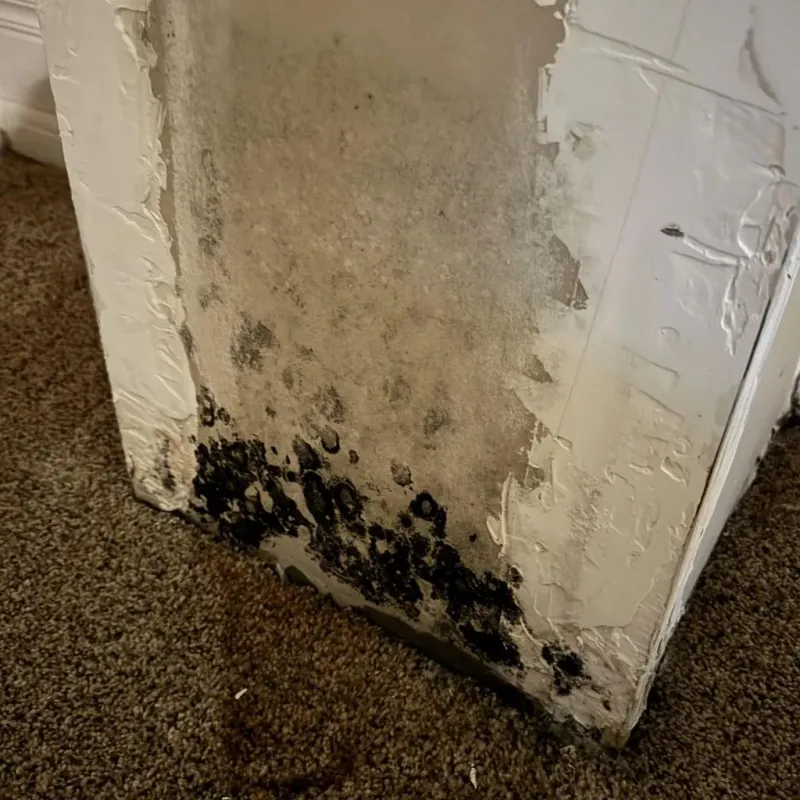 Professional Mold Removal in Bad Axe, MI